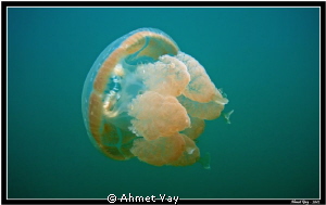 Second jellyfish from Palau by Ahmet Yay 